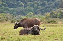 13 Days Adventure in Tanzania - Trekking and Wildlife Safari