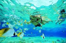 Small Group Snorkeling, Sharks & Rays Encounter At Punta Cana