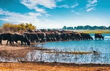 Full Day Zambezi National Park Golden Safari