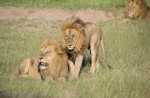 Private Full Day Safari l Kruger National Park from Hazyview or Skukuza