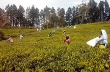 Trekking & Picnic in The Tea Plantation From Ella, Haputale & Bandarawela