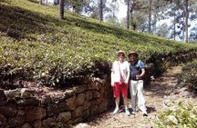 Trekking & Picnic in The Tea Plantation From Ella, Haputale & Bandarawela