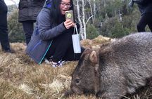 Cradle Mountain - Hobart to Launceston Day Tour