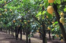 E-Bike Food and Wine Tour in the Sorrento Peninsula