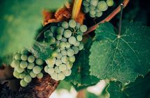 Maribor Exclusive Wine Tour
