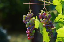 Maribor Exclusive Wine Tour