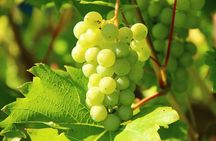 Maribor Exclusive Wine Tour