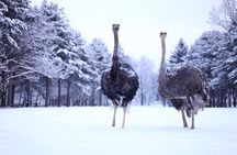 Elysian Gangchon Winter Ski with Nami Island Day Tour from Seoul
