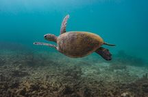 Ningaloo Reef Snorkel and Wildlife Adventure 