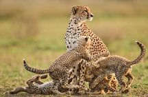 3-Day Safari Tour to Tarangire National Park, Lake Manyara National Park and Ngorongoro Crater from Arusha