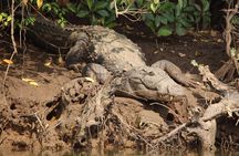 Crocodile spotting with walking tour of local plantation in Goa 