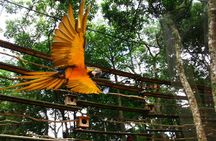 Airport Cataratas IGU Pick-Up & Iguassu Falls Brazilian Side & Bird Park 