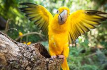 Bird Park & Iguassu Brazilian Side - Private Tour