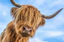 Stirling Castle Loch Lomond and Trossachs National Park day tour