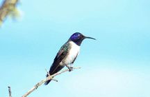 Birdwatching Tour in Cajas National Park from Cuenca