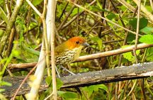 Birdwatching Tour in Giron and Yunguilla Jocotoco Reserve from Cuenca