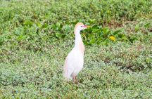 Birdwatching Tour Cajas Park and Tamarindo Tropical Forest area from Cuenca