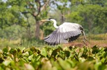 Birdwatching Tour Cajas Park and Tamarindo Tropical Forest area from Cuenca