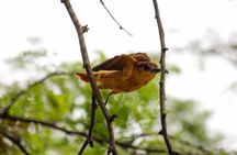 Birdwatching Tour Cajas Park and Tamarindo Tropical Forest area from Cuenca