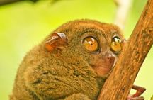 Private Day Trip Cebu to Bohol w/ Chocolate Hills & Loboc Cruise
