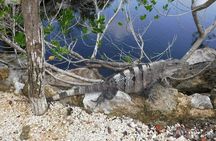 Tulum Ruins Tour (Private, Half Day)
