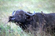 Akagera National Park Day Trip