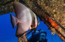 Racha Noi and Racha Yai Dive Trip from Phuket