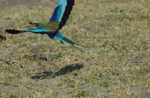 Zebra Trail Makgadikgadi Day Trip