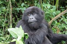 Gorilla trekking Transfer From Kigali