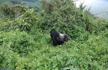 Gorilla trekking Transfer From Kigali