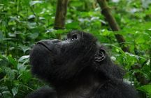 Gorilla trekking Transfer From Kigali