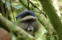 One Day Golden Monkey and Cultural tour 
