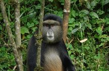 One Day Golden Monkey and Cultural tour 
