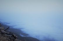 East Salalah Mountain Safari, Wadi Darbat, Beach, Camels, Dunes