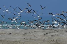 East Salalah Mountain Safari, Wadi Darbat, Beach, Camels, Dunes
