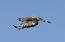 One Day Birding Adventure