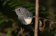 One Day Birding Adventure