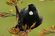 One Day Birding Adventure