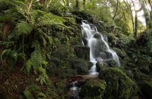 Hike New Zealand's finest forest - Whirinaki forest