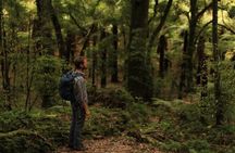 Hike New Zealand's finest forest - Whirinaki forest