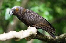 Hike New Zealand's finest forest - Whirinaki forest