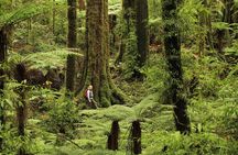 Hike New Zealand's finest forest - Whirinaki forest