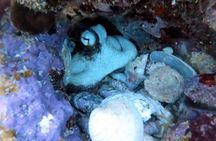 Private Full Day Guided Snorkeling or Diving Charter in St Thomas
