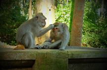Best of Bali Half Day Tour: Monkey Forest & Tanah Lot Sunset (All Inclusive)
