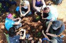 Rau Forest Nature Walk (One Trip - One Tree)