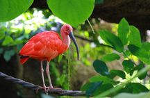  The Scarlet Ibis - Caroni Swamp Tour