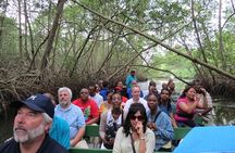  The Scarlet Ibis - Caroni Swamp Tour