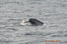 Whales & Dolphins Watching Day Tour in Mirissa from Bentota & its' surrounding 