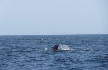 Whales & Dolphins Watching Day Tour in Mirissa from Bentota & its' surrounding 