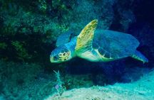 Scuba Diving in Kas for Certified Divers incl. All Equipments 